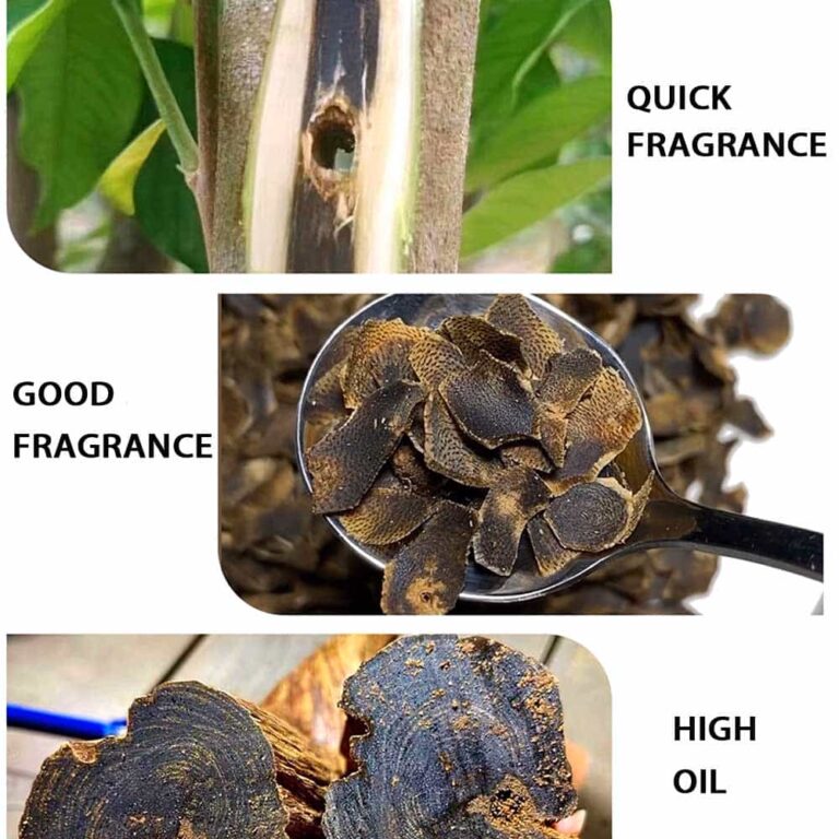 02 Agarwood plant 2