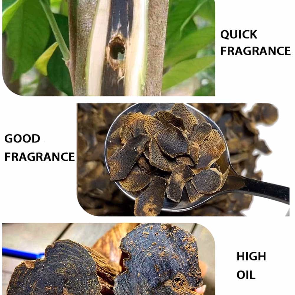 What Is Agarwood? Origin, Formation, Benefits & Global Oud Varieties Explained 6 02 Agarwood plant 2