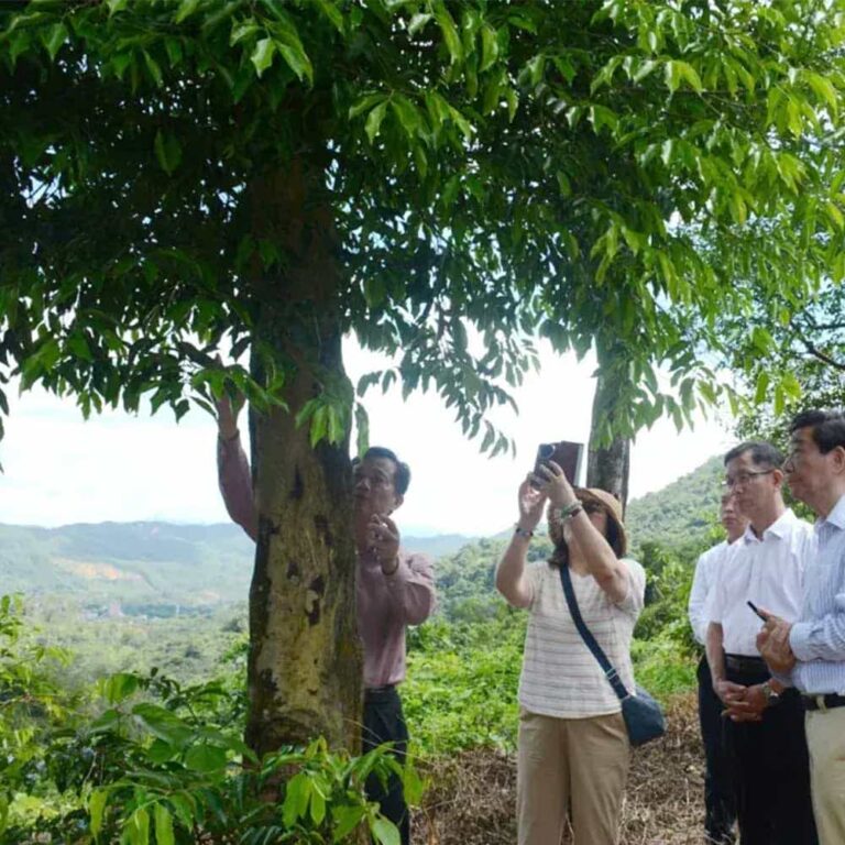 Researching the agarwood industry
