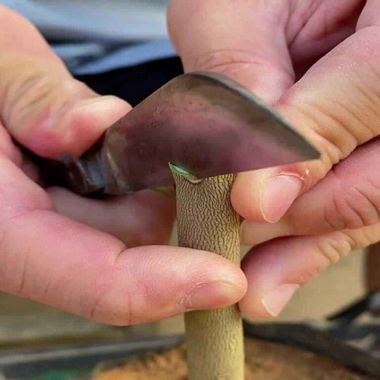 Selecting the Rootstock