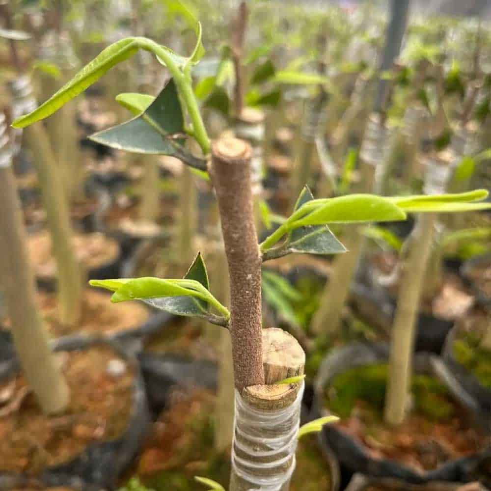 About SILVANSON – Sustainable Agarwood Chips Supplier & Oud Plantation 13 agarwood