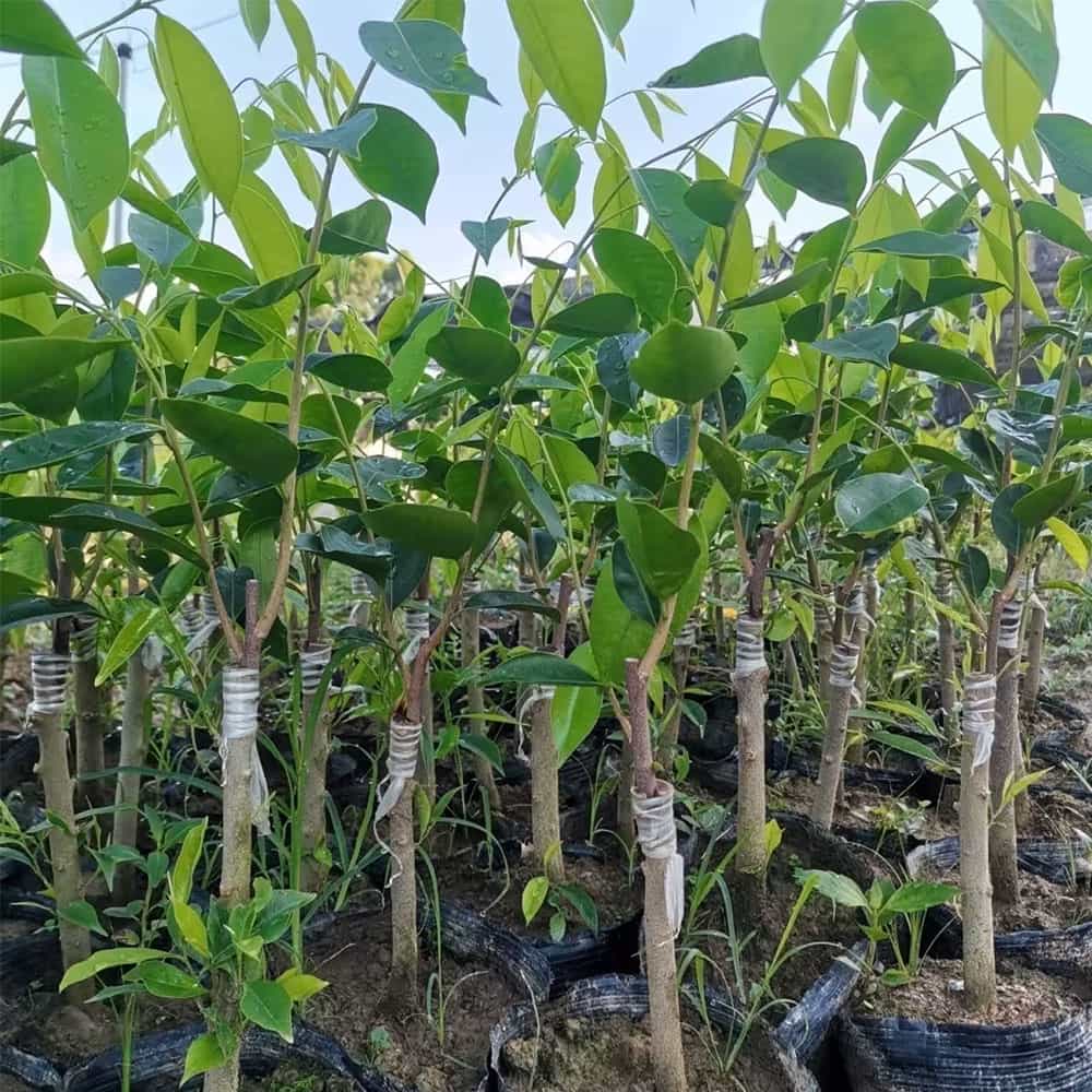 agarwoods Grafted saplings