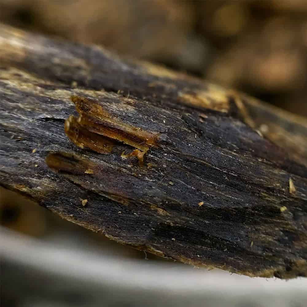 What Is Agarwood? Origin, Formation, Benefits & Global Oud Varieties Explained 13 Stages of agarwood formation